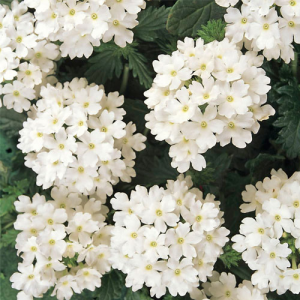 Вербена крупноцветковая белая в горшке d-9 см