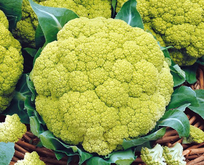 Рассада Капуста цветная  Золотая Краса в кассете Е6 шт