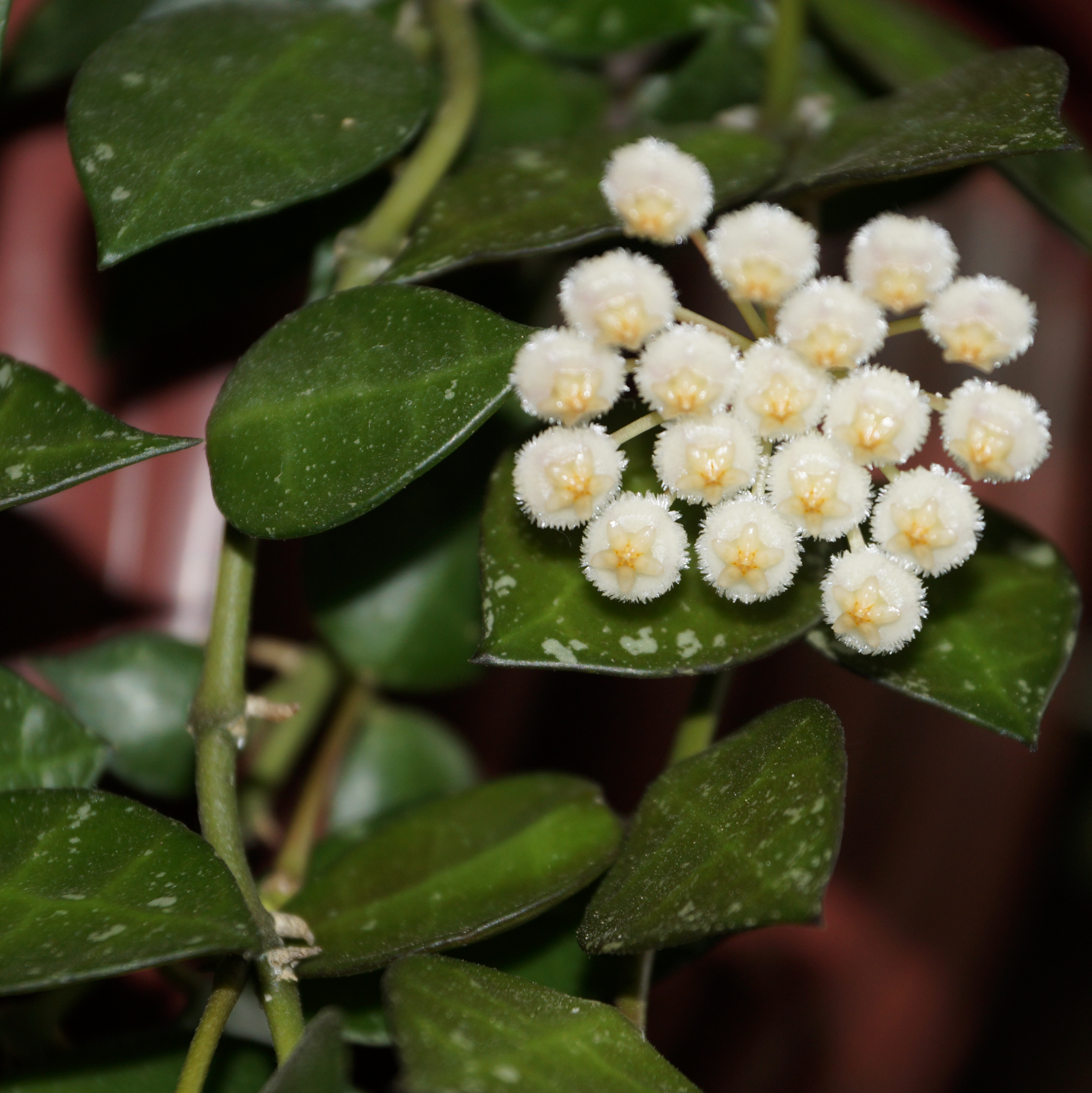 Лакуноза эскимо сильвер. Хойя лакуноза эскимо Hoya lacunosa Eskimo. Хойя лакуноза Сильвер. Хойя lacunosa Eskimo Silver. Хойя Hoya lacunosa.