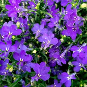 Рассада однолетних цветов Лобелия фиолетовая в кассете 10 штук