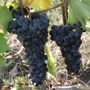 Виноград Альминский в горшке 8 см