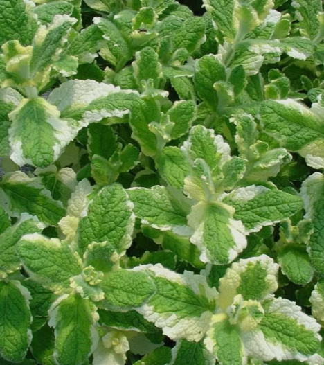 Мята 'Ананасная Вариегата' (Variegata) С2-С3