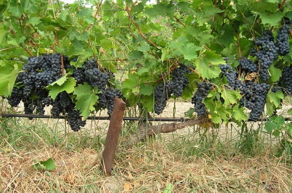 Виноград Альминский в горшке 8 см