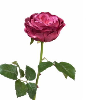Роза Джема тёмная фуксия в-56 см бутон в-7,д-11 см 12/72 30.03150254FU