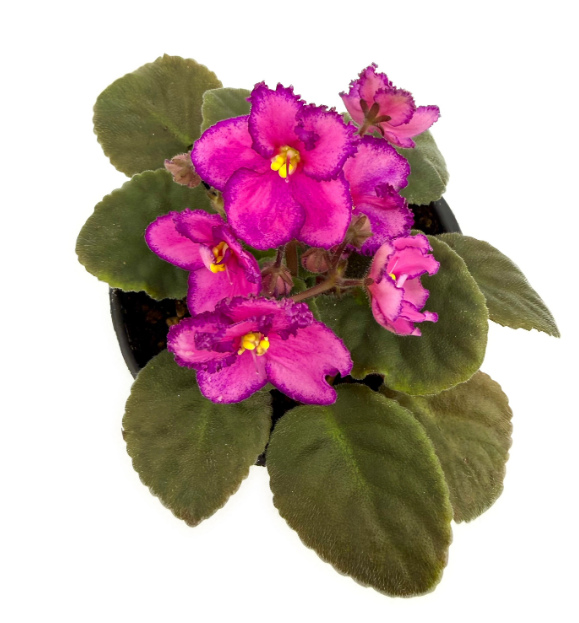 Фиалка ярко-розовая с бахромой в горшке д-12 см