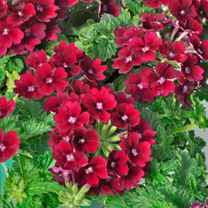 Вербена крупноцветковая красная в горшке d-9 см