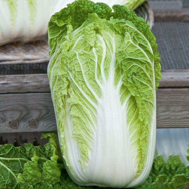 Рассада Капуста пекинская Бокал в кассете Е6 шт