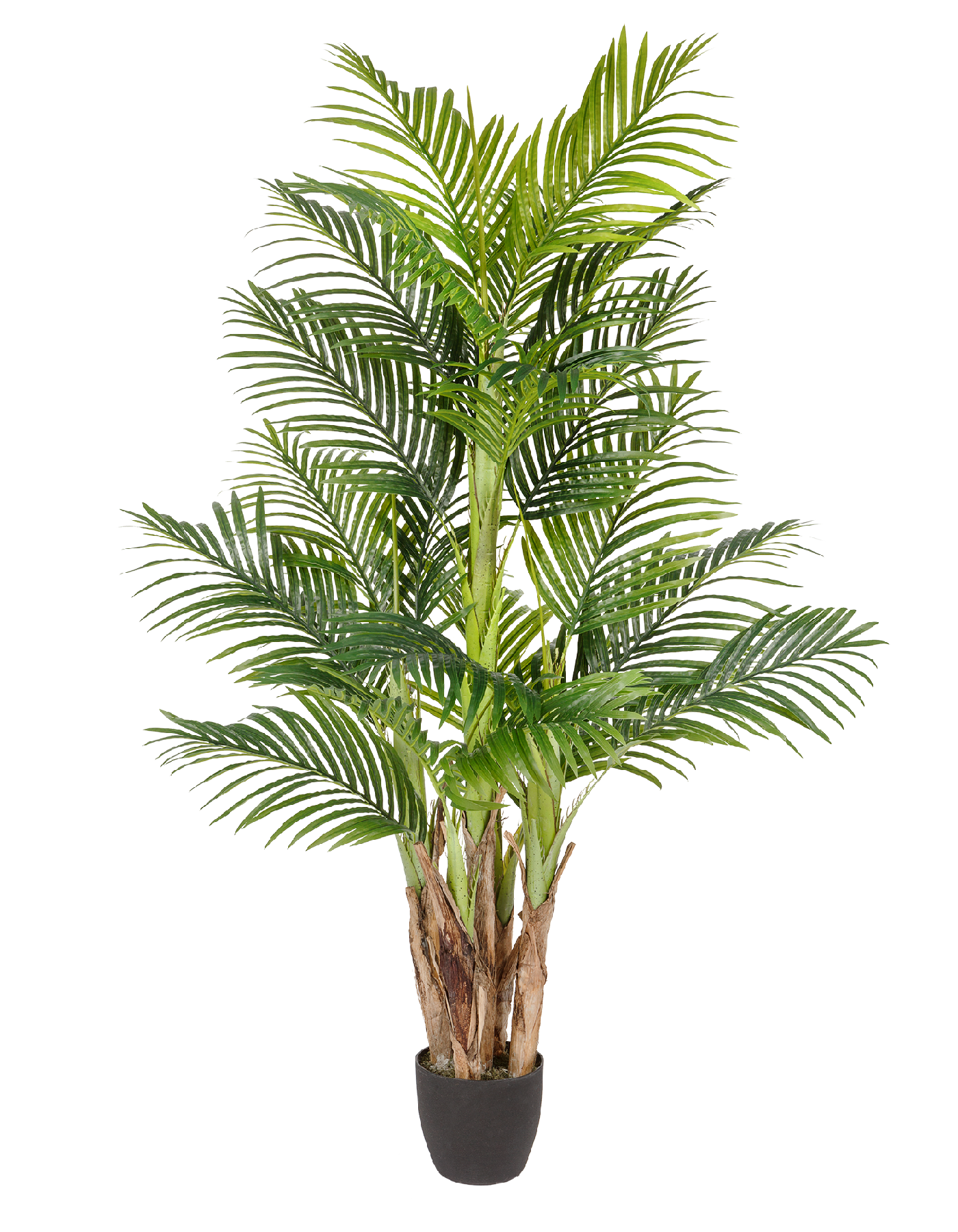 Пальма Арека Бетель в-170 см (Sensitive Botanic) (5 стволов, 24 листа) 2/2 10.071408