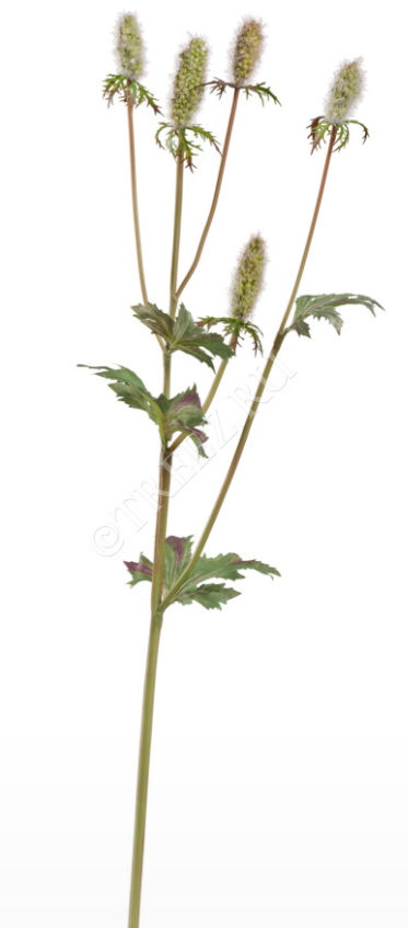 Ранункулюс Полевой нежно-розово-сиреневый в-71 см, 3 ветки 12/96 30.0617212LV