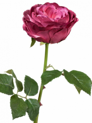 Роза Верди тёмная фуксия в-58 см бутон в-7,д-10 см 12/72 30.03150253FU