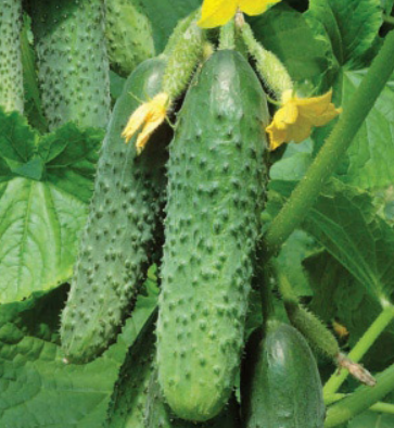 Рассада Огурец Форсаж партенокарпический, раннеспелый в кассете Е 6 шт