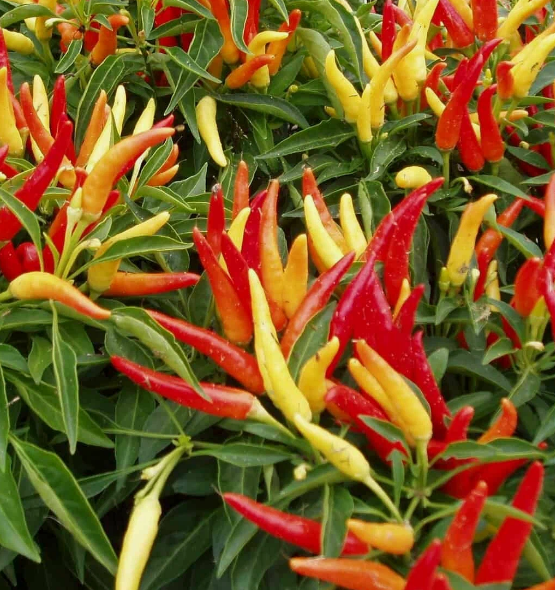 Перец острый кустовой Пиканто для балкона в горшке д-5 см