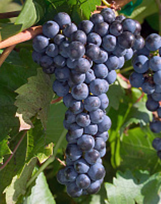Виноград Маркет  в горшке 8 см