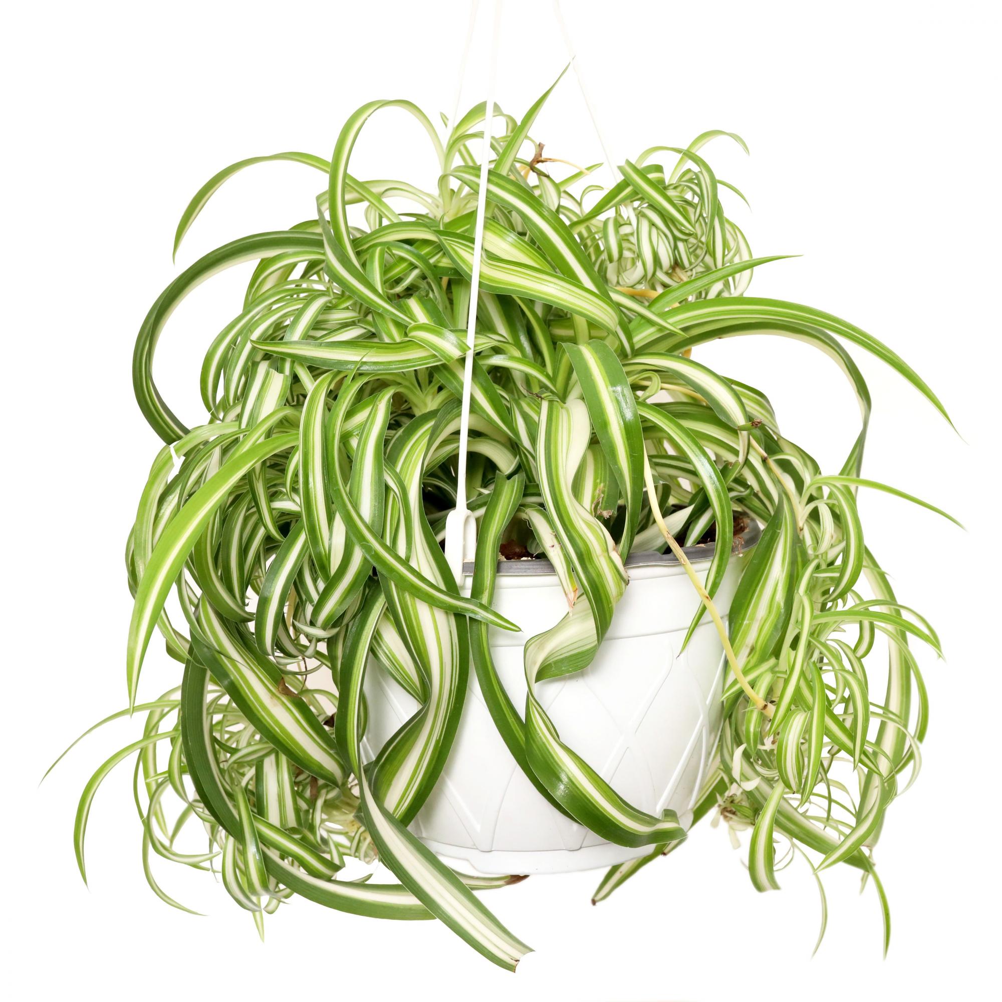 Хлорофитум (Chlorophytum) пестрый кучерявый в кашпо d-21 см