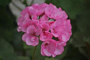 Пеларгония зональная Розовая махровая в горшке d-12 см