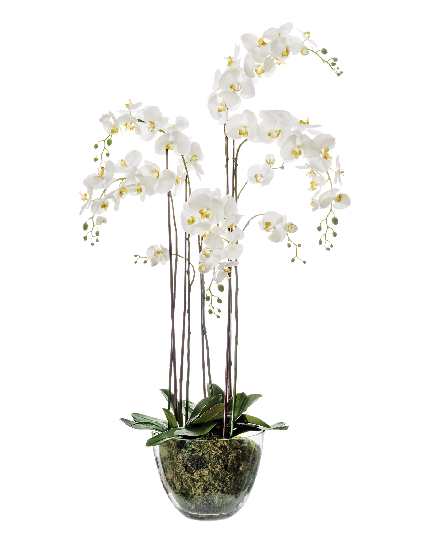 Орхидея Фаленопсис белая куст 150 см 5 ветвей в стекл.вазе с мхом, корнями, землёй 1/1 10.0611066WHGL150