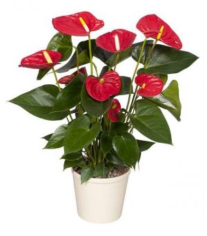 Комнатное растение Антуриум андрианум Чемпион красный в горшке 17 см