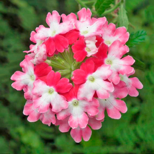 Вербена крупноцветковая биколор малиновая с розовым в горшке d-9 см
