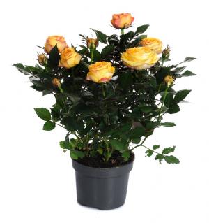 Роза кордана гранд Санстар в горшке d-10 см