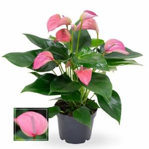 Комнатное растение Антуриум андрианум Джоли розовый в горшке 12 см