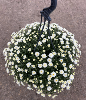 Хризантема мультифлора белая в подвесном кашпо d-23 см