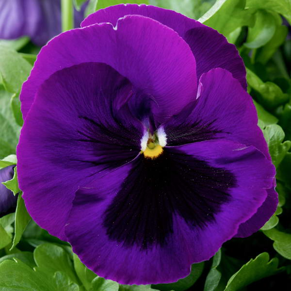 Рассада однолетних цветов Виола крупноцветковая фиолетовая  в кассете 6 штук