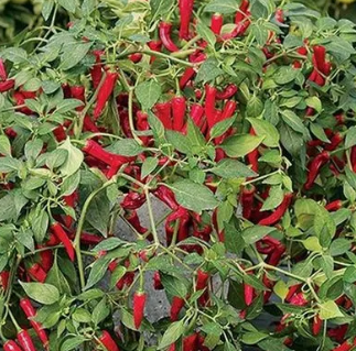 Перец кустарниковый Феникс на балконе в горшке д-5 см