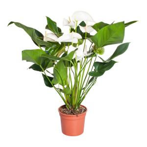 Комнатное растение Антуриум андрианум белый в горшке 12 см