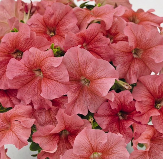 Рассада однолетних цветов Петуния простая коралловая в кассете 6 шт