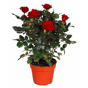 Роза патио Красная Изабель в горшке d-12 см