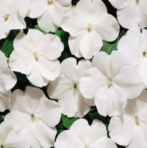 Рассада однолетних цветов Бальзамин Уоллера белый в горшке d-12 см