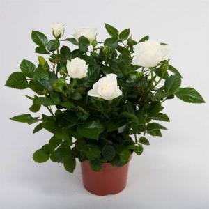 Роза патио Белая Перл в горшке d-12 см