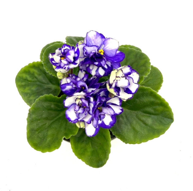 Фиалка густомахровая белая с фиолетовым в горшке д-12см