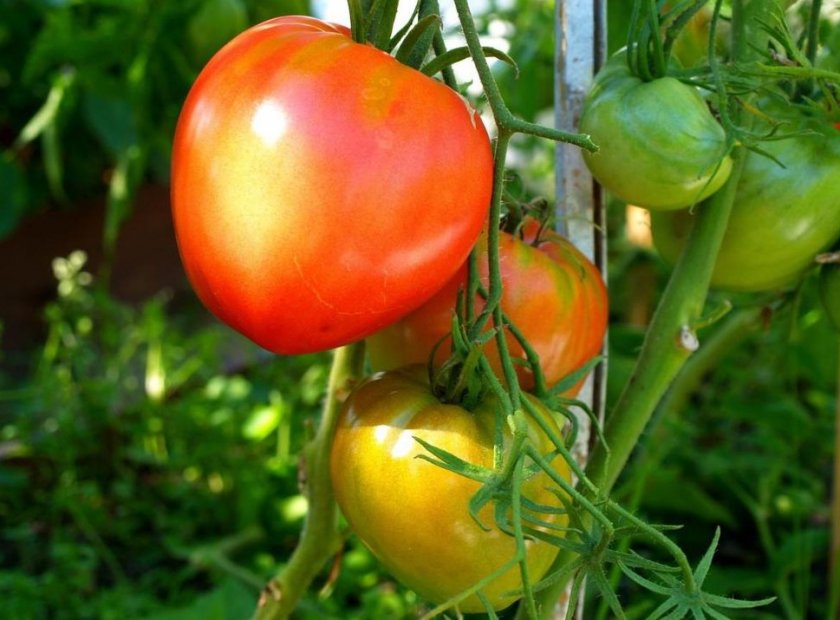 Рассада Томат Данко сорт среднеспелый, детерминантный, красный d-5 см