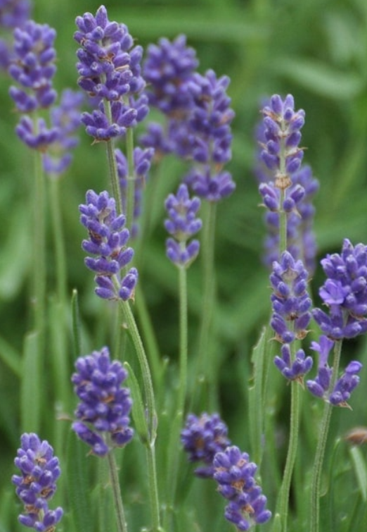 Лаванда узколистная «Дварф Блю» (Dwarf Blue) Р9