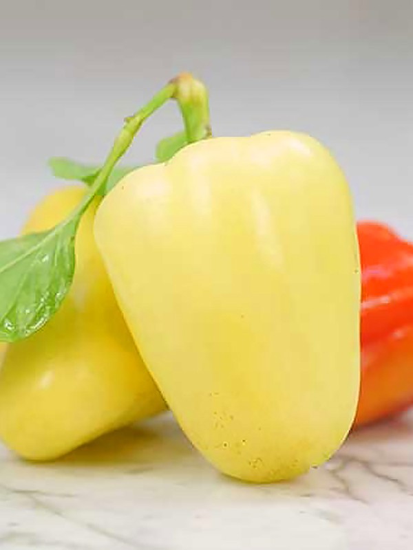 Рассада Перец сладкий Белозерка в горшке d-5 см