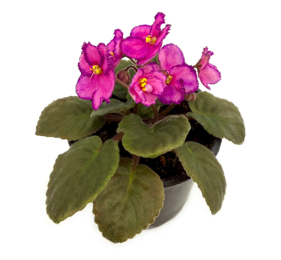 Фиалка ярко-розовая с бахромой в горшке д-12 см