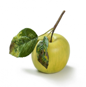 Яблоко нежно-зелёное на веточке д-7,5 см 12/144 30.03110134YE