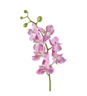 Орхидея Фаленопсис Элегант розово-белая в-70 см 7 цв,4бут 12/84 30.0611087LPK