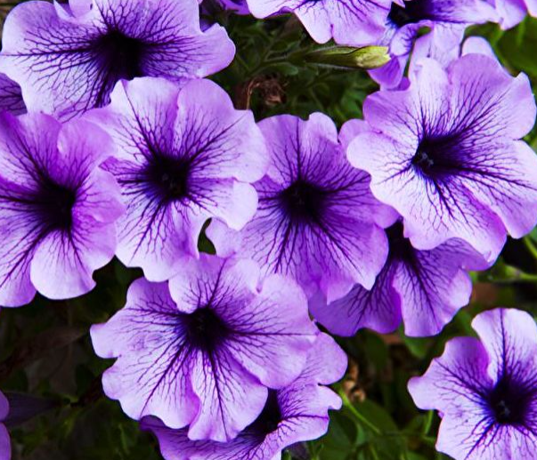 Рассада однолетних цветов Петуния простая капелла сиреневая в кассете 6 шт