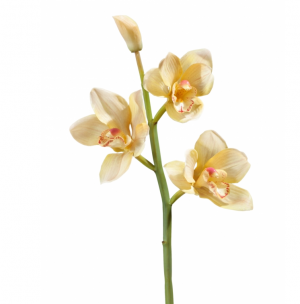 Орхидея Цимбидиум ветвь нежно-золотистая малая в-50 см, 3 цв, 1бут 12/48 30.0611084YL