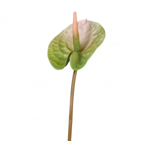 Антуриум Андрэ зелёный с розовым в-70, д-13 см 24/192 30.0613115PKG