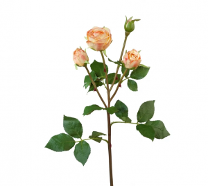 Роза Пале-Рояль ветвь персиково-золотистая в-57 см 3цв, 1бут12/60 30.0613112OR