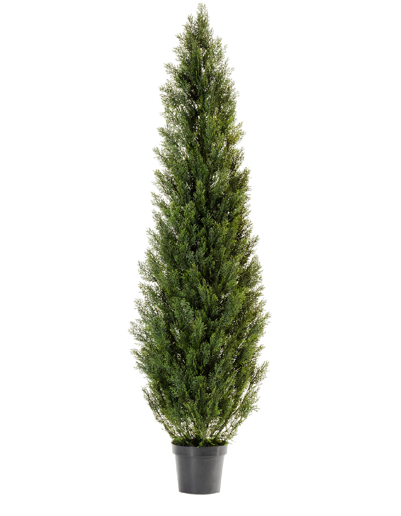 Туя уличная Эйр Элеганс в-120 см 2/6 10.0215054/4N