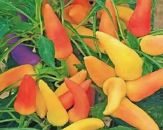 Перец острый кустарниковый Алладин на балконе в горшке д-5 см