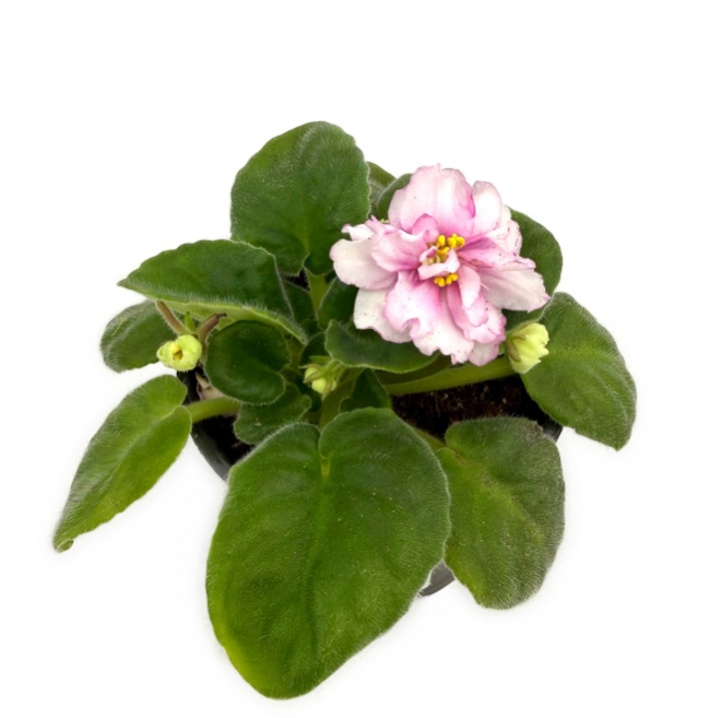 Фиалка махровая белая с розовым в горшке д-12 см