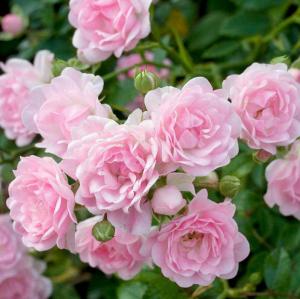 Роза полиантовая (почвопокровная) Фейри в горшке 2,1 л
