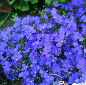 Рассада однолетних цветов Лобелия голубая в кассете 6 штук