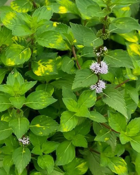 Мята 'Джинджер Минт' (Ginger Mint) Р9
