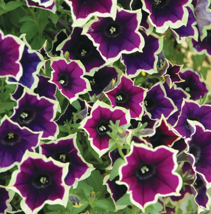 Рассада однолетних цветов Петуния простая бургунди с белым в кассете 6 шт